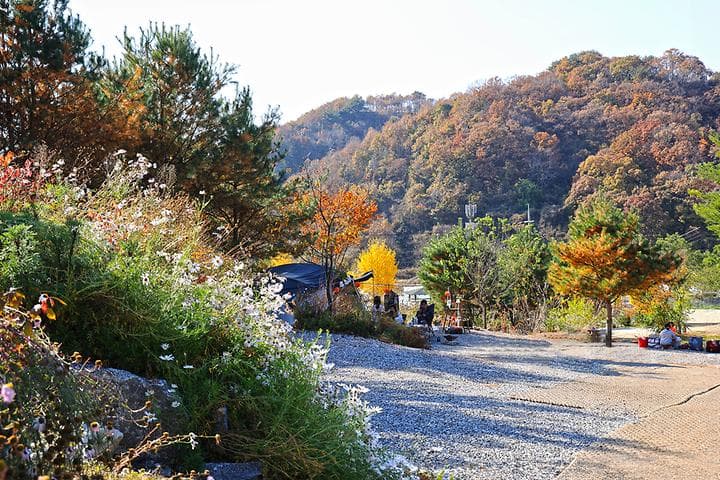 라곰 사진
