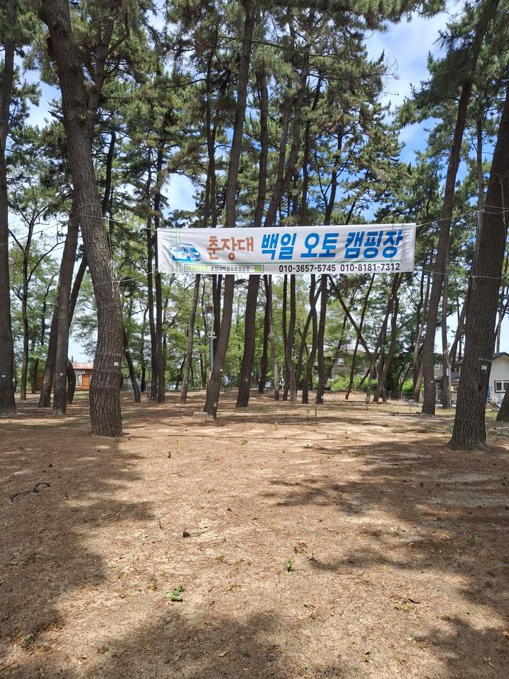 춘장대 백일 캠핑장 캠핑장 사진