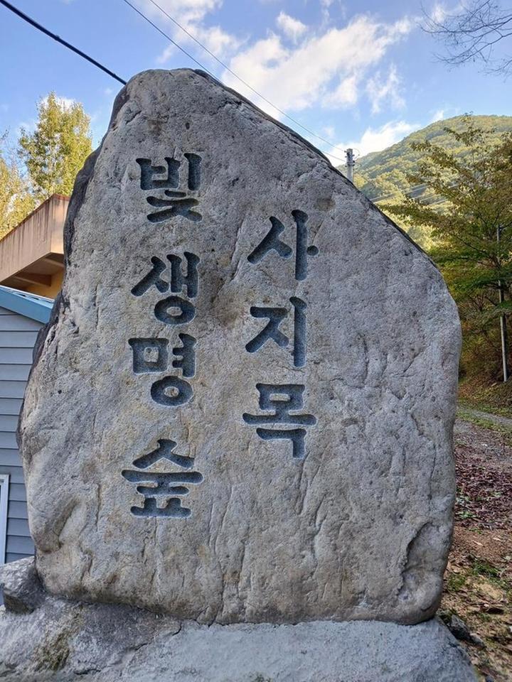 빛 생명 숲 사지목 캠핑장 사진
