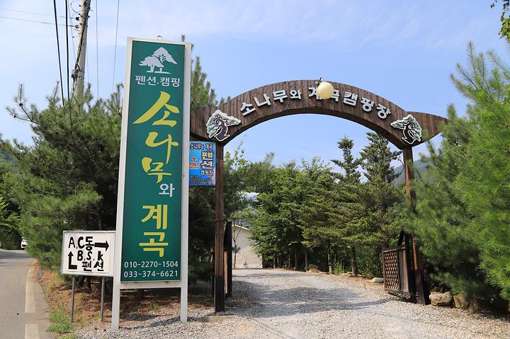 소나무와 계곡 캠핑장 캠핑장 사진