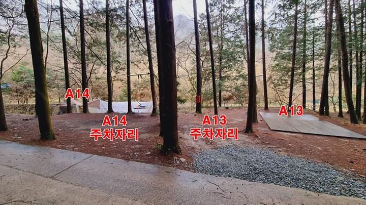 편백힐(치유의숲) 캠핑장 사진