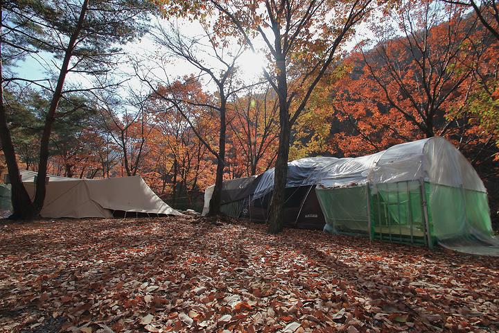 참나무숲 오토캠핑장 캠핑장 사진